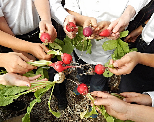 Plant a Row for the Hungry